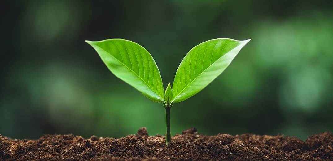 plant grown from earth