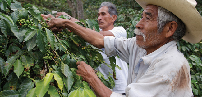 Farmers picking coffee