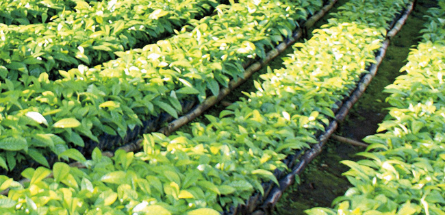 High yeild coffee plantlets
