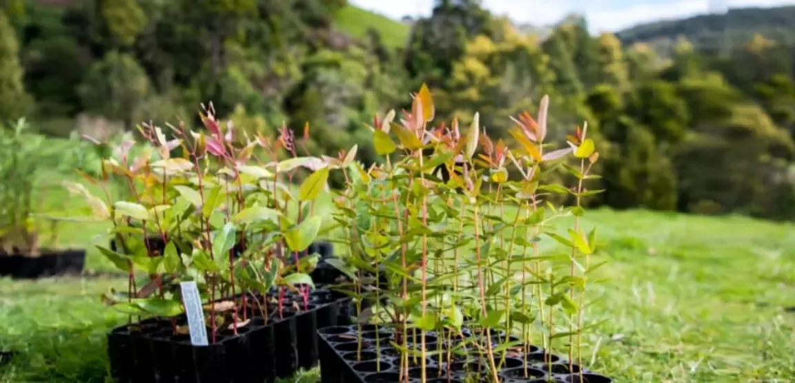 planting_10_million_trees_plan