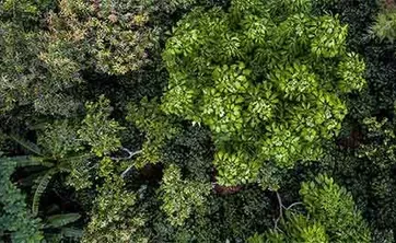 forest positive