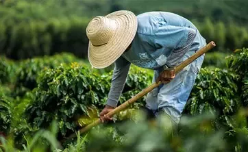 farmer in field