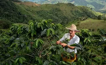 person harvests coffee
