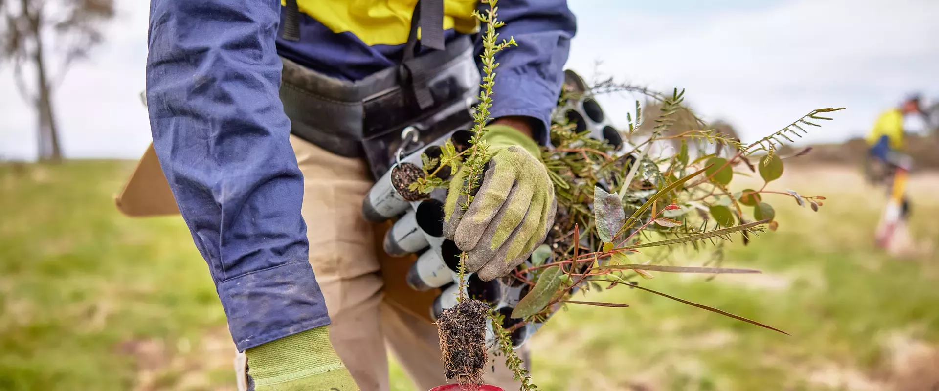 sustainability-reforestation