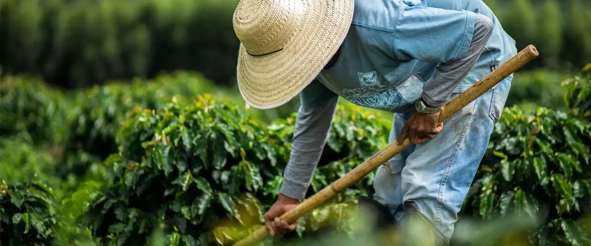 Nestlé is committed to the responsible sourcing and sustainable production of its ingredients
