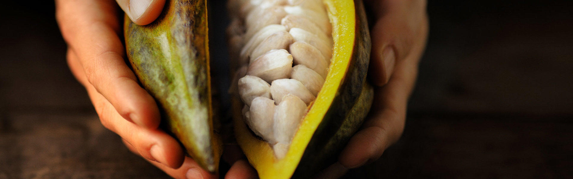 A cocoa fruit held open showing the cocoa beans inside
