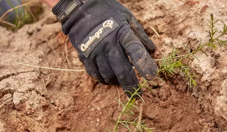 importance-of-soil