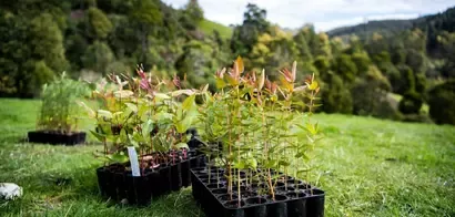 10_million_tree_Australia_2025