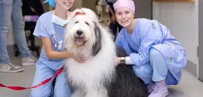 Delta Therapy Dogs 2025--HH170