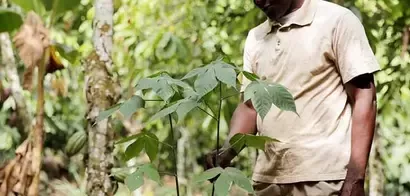 Cocoa Forests Initiative