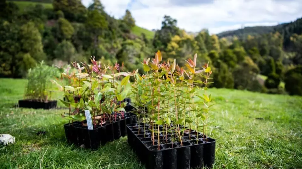 10_million_tree_Australia_2025