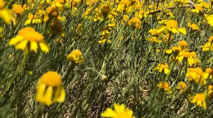 increasing biodiversity