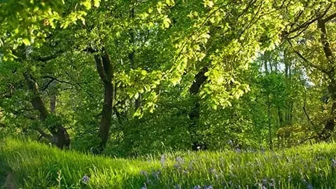 Protecting Nature