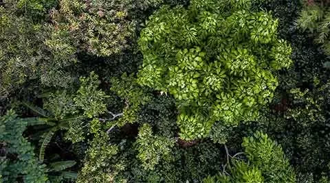 diverse forests
