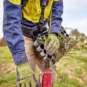 Planting native seedlings to support landscape regeneration and biodiversity