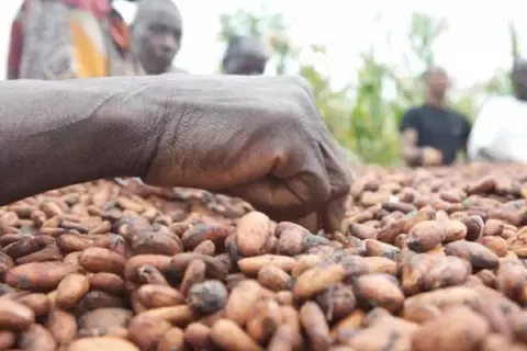 Hand picking cocoa beans