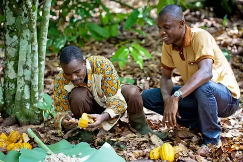 Cocoa farmers