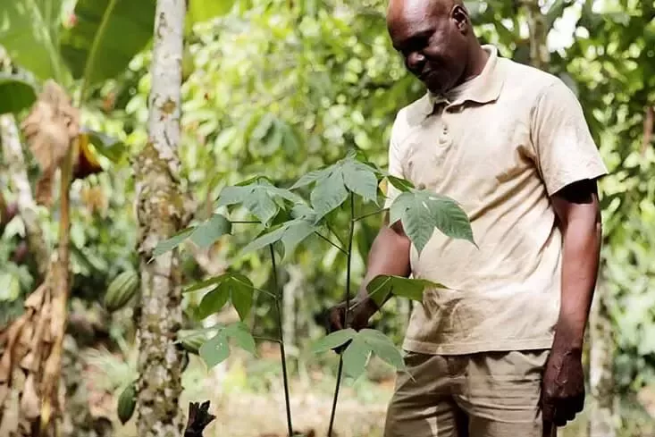 Cocoa Forests Initiative