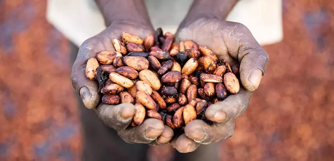 holding beans