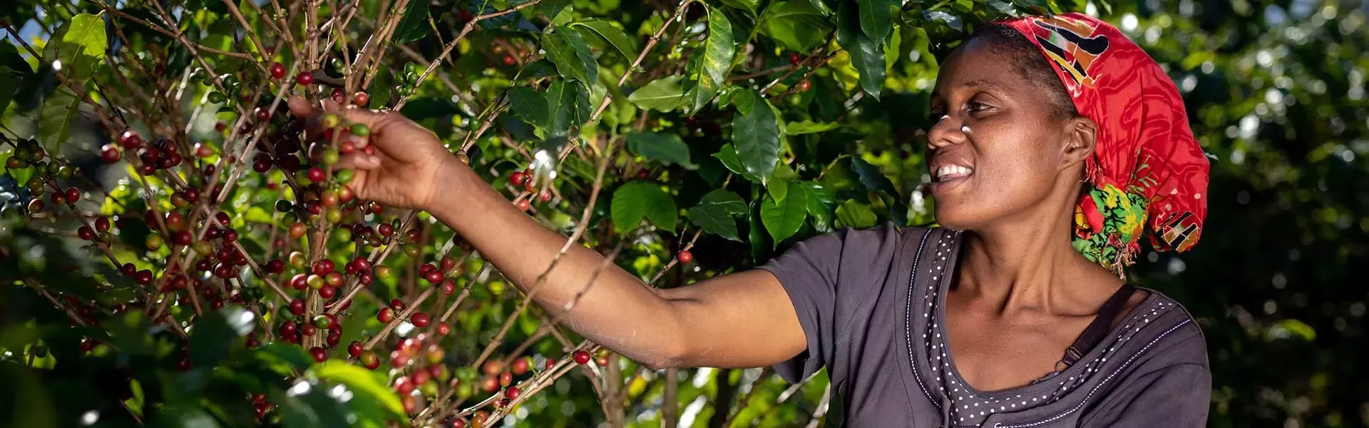 regeneration-coffee-woman-farmer-article-header