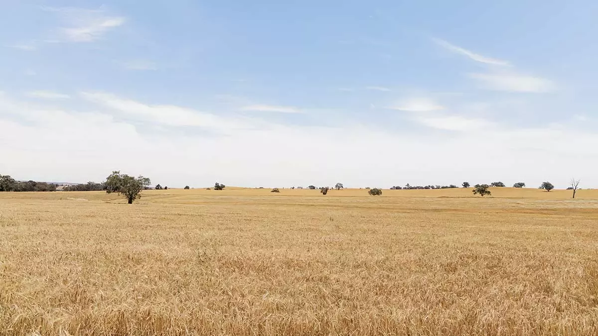 Golden wheat field under a clear sky representing sustainable farming practices