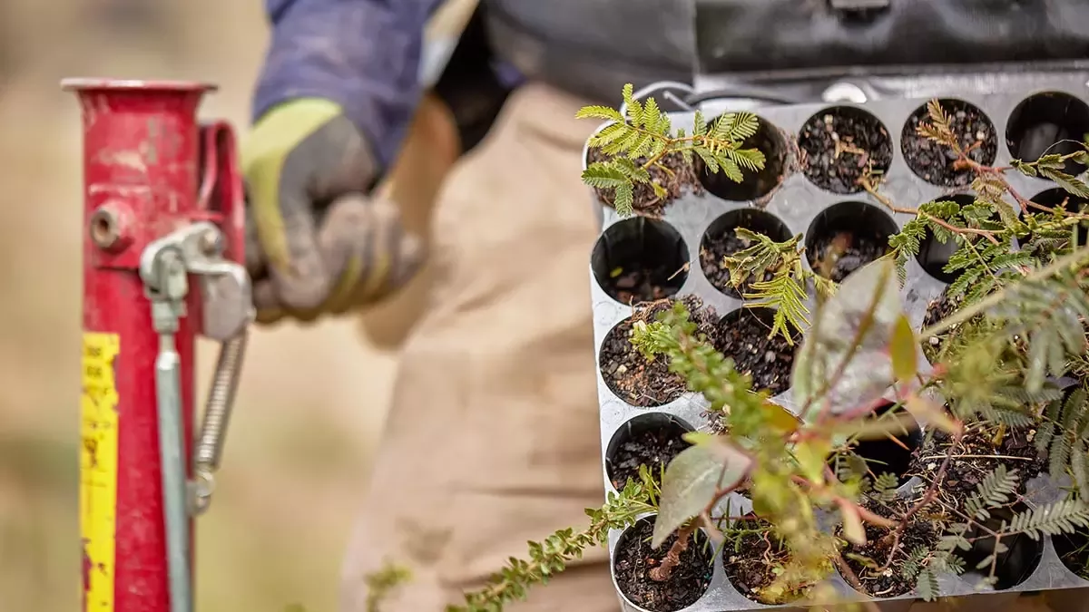 Native seedlings ready for planting to support landscape restoration and biodiversity